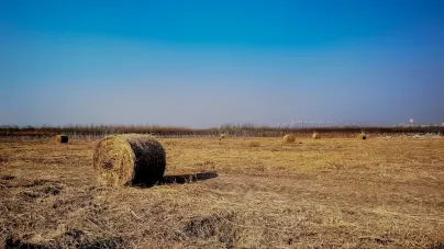 Casholot Kasyno Aplikacja mobilna